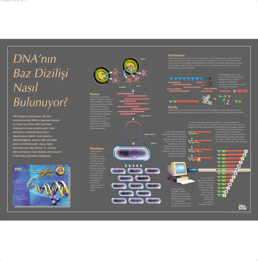 DNA'nın Baz Dizilişi Nasıl Bozuluyor? PDF kapak görseli